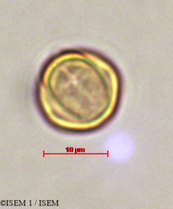 ISEM 1/Conostegia_centronioides_29344/Conostegia_centronioides_29344_0001(copy)_thumb.jpg